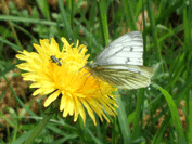 schmetterling